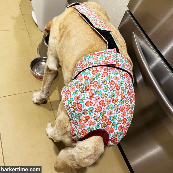 Labrador dog diaper