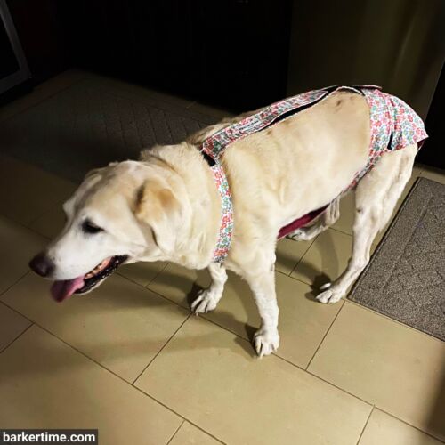 Hiibel 2 - barkertime Labrador dog diaper