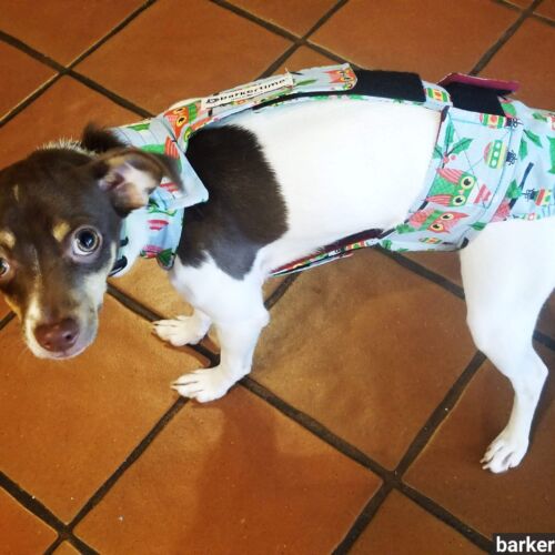 Lily Moose - Ungerer 1 - barkertime chihuahua dog diaper