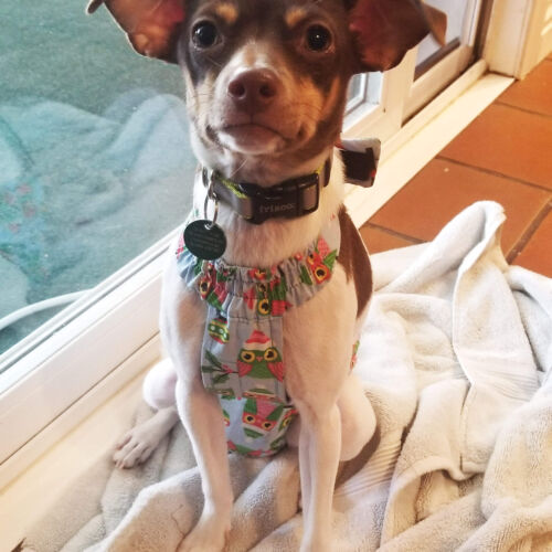 Lily Moose - Ungerer 2 - barkertime chihuahua dog diaper