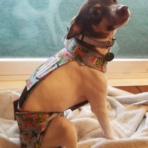 Lily Moose - Ungerer 3 - barkertime chihuahua dog diaper