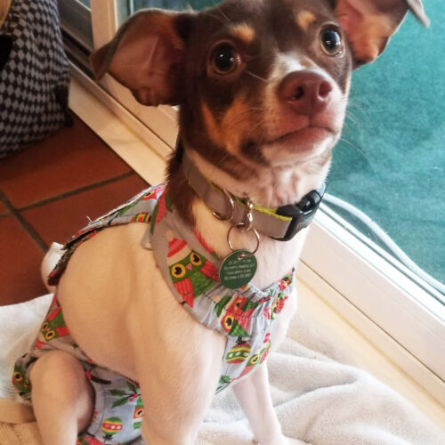 Lily Moose - Ungerer 5 - barkertime chihuahua dog diaper