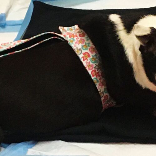 border collie dog diaper