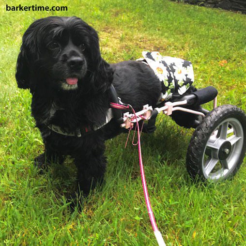 cocker spaniel dog diapers for paralyzed dog