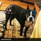 boston terrier dog diapers