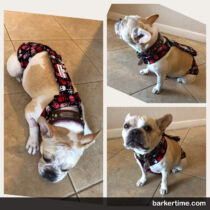 french bulldog dog diapers that stay on