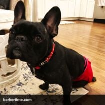 french bulldog diaper