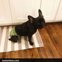louie 2 – barkertime paralyzed ivdd french bulldog dog diapers