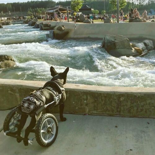 louie IG paralyzed french bulldog dog diapers