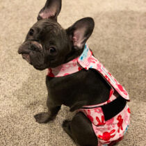 morgan – ig captain_n_morgan – barkertime morgan french bulldog dog diaper
