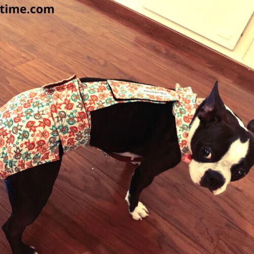 boston terrier dog diaper