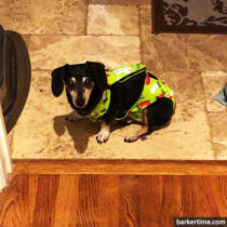 dachshund wiener dog diaper