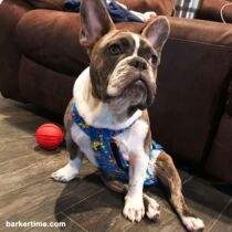 romeo – barkertime french bulldog dog diaper