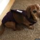 dachshund dog diaper overall