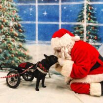 monsieurlouie santa 1 french bulldog diaper with santa christmas