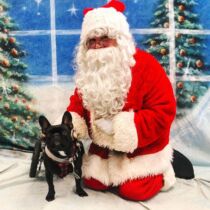 french bulldog diaper with santa christmas