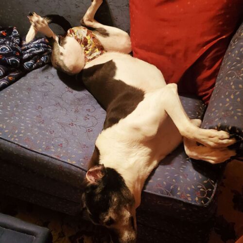 Nila - Ware - barkertime dog diaper