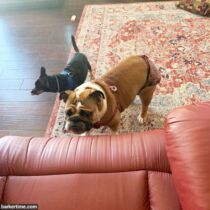 english bulldog dog diaper