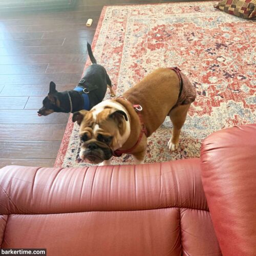 Sweety - Paladino 1 - barkertime english bulldog dog diaper