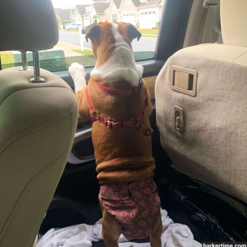 Sweety - Paladino 2 - barkertime english bulldog dog diaper