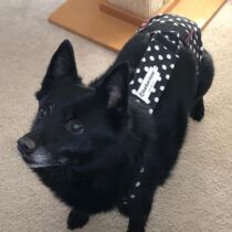 lily _ ig adelatoast