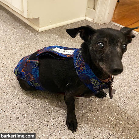 olive - pekar 1 - barkertime chiweenie dog diaper