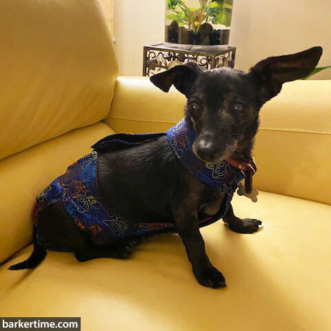 olive - pekar 2 - barkertime chiweenie dog diaper