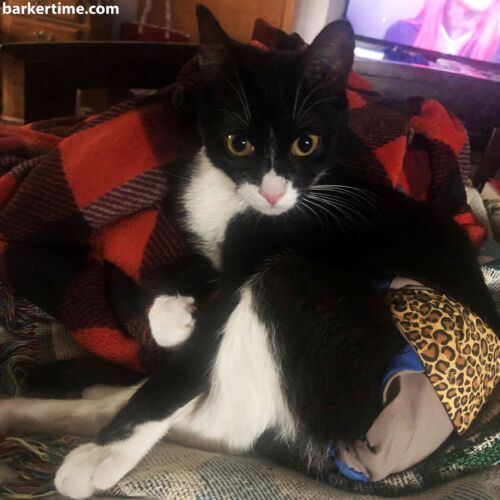 Frozen Ivy - Pandish 2 - barkertime Frozen Ivy - Pandish 2 - barkertime