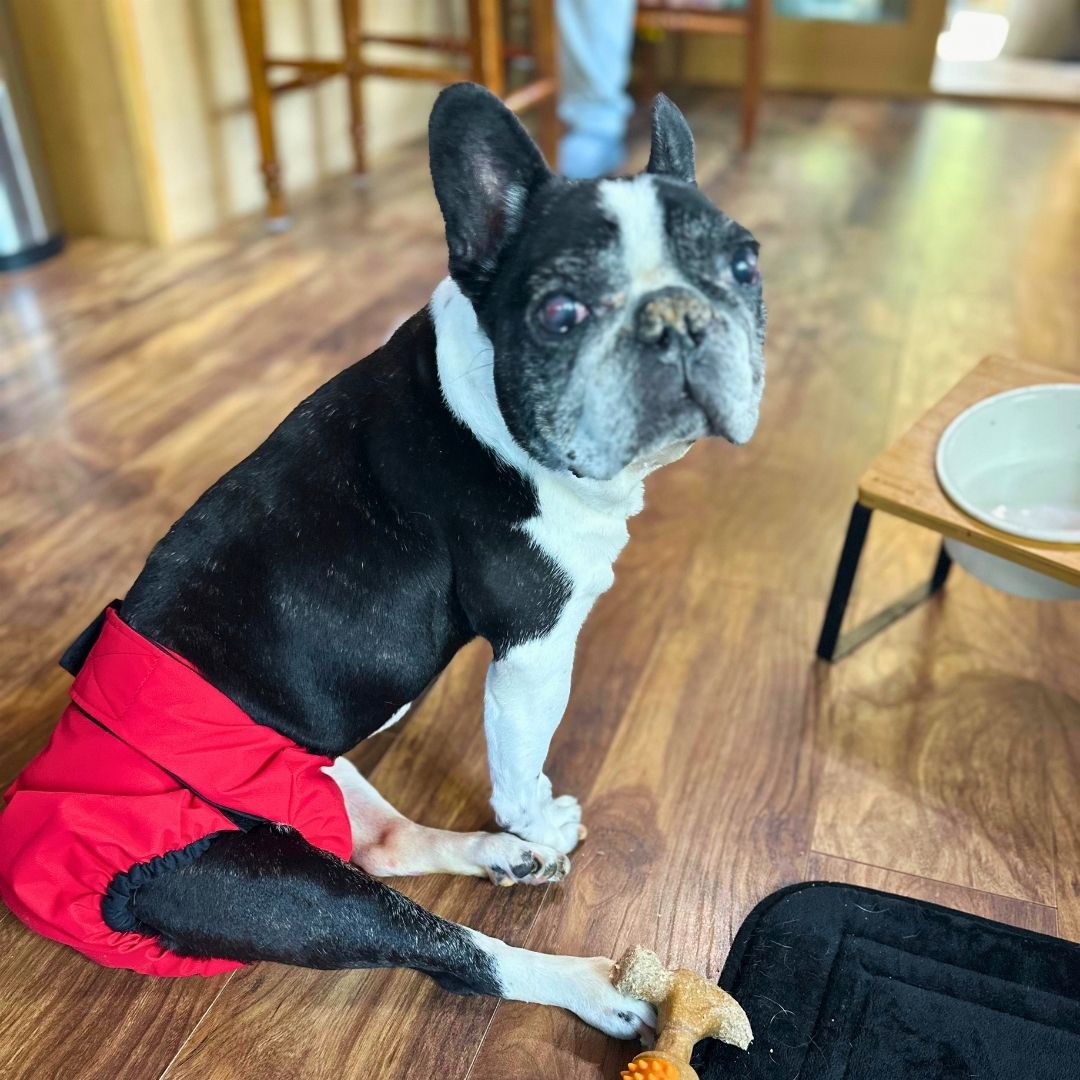 french bulldog dog diaper