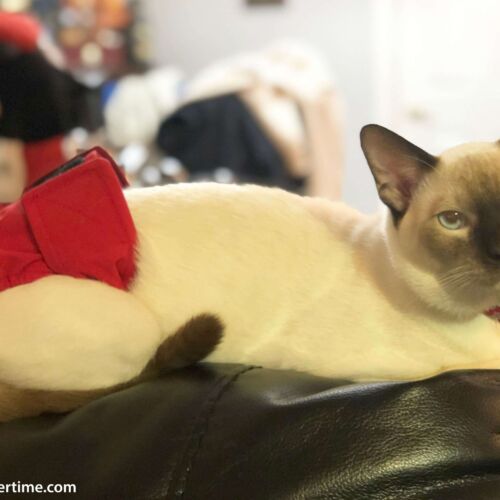 Mr. Rodgers - Meza - Barkertime cat diaper