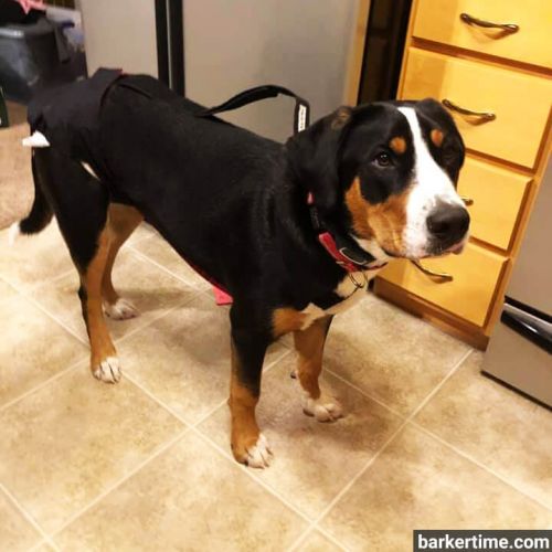 greater swiss mountain large breed dog diaper