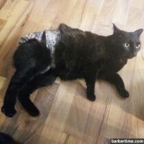 Sarah henrey – barkertime waterproof cat diaper