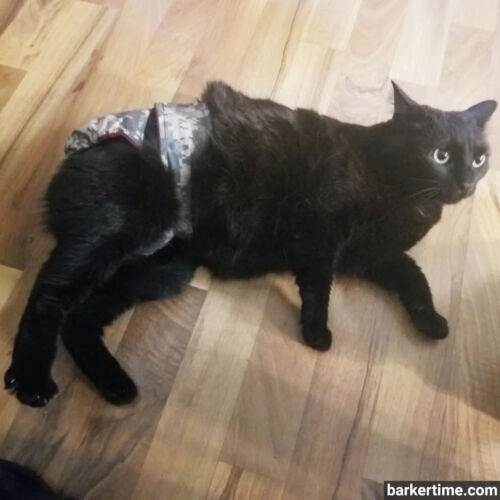 Sarah henrey - barkertime waterproof cat diaper