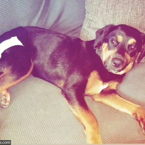 Sunny - Parker - barkertime rottweiler dog diaper