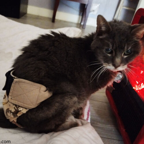 Tia - Martin - barkertime cat diaper stud pants