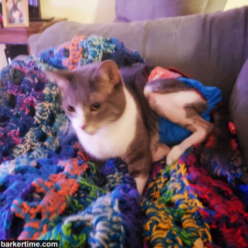 Zi - Lopez - barkertime Zi - Lopez - barkertime