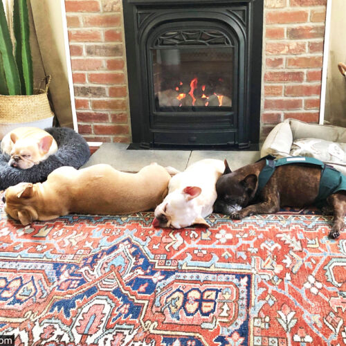 frankie - muller 1 19 20 - barkertime frankie - muller 1 19 20 - barkertime