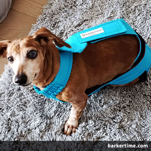 weiner dog diaper