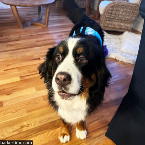 Bentley - Pepe - barkertime dog belly band