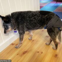 senior dog diaper