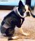 boston terrier dog diaper
