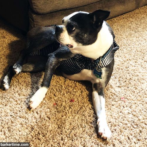 boston terrier dog diaper
