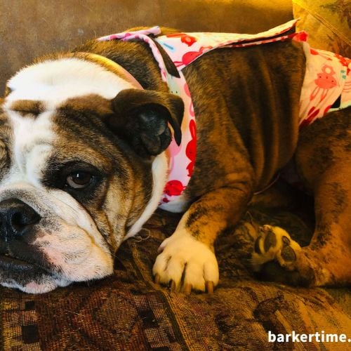 Dog Diapers for English Bulldog - Made in USA - Barkertime