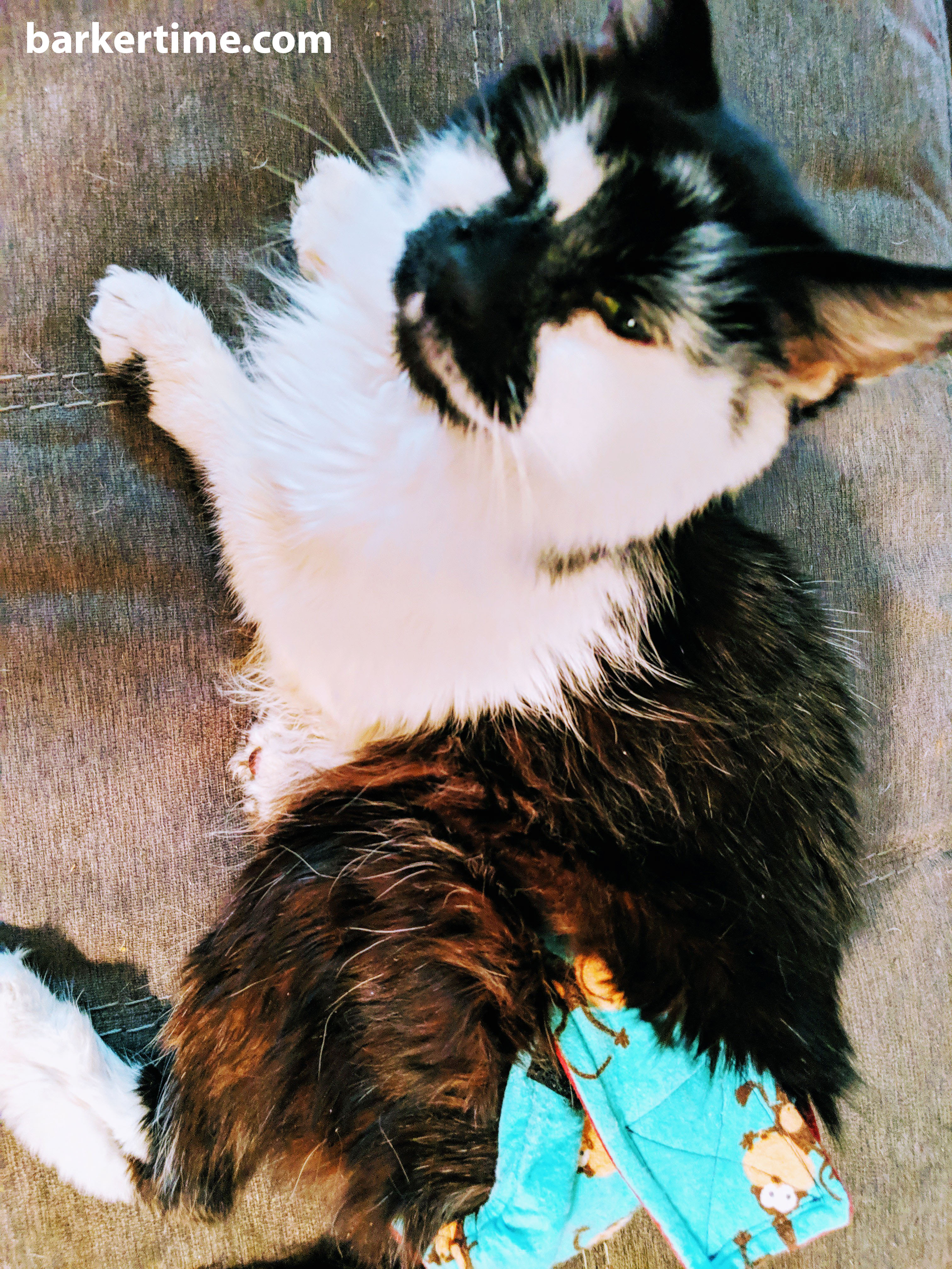 ragdoll cat diaper cat nappy