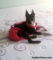 boston terrier dog diaper