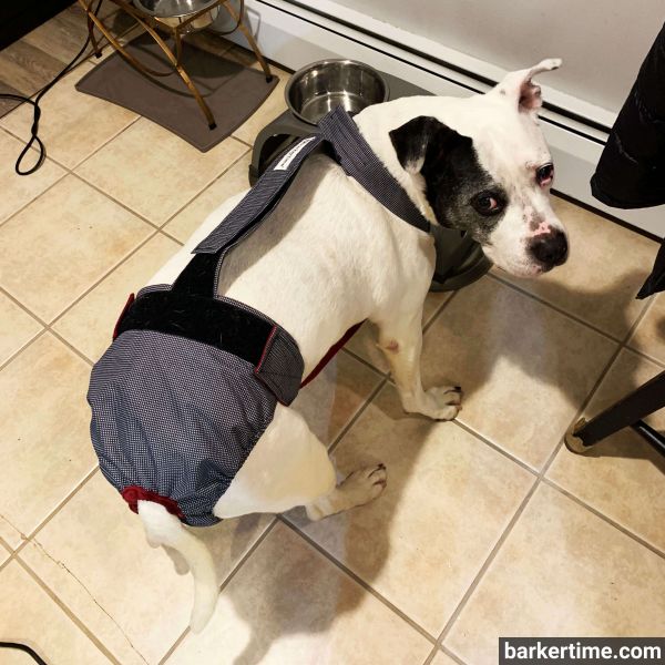 pitbull dog diaper