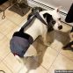 pitbull dog diaper