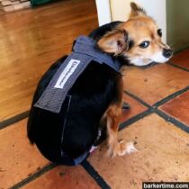 chihuahua dog diaper