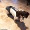 dachshund dog diaper