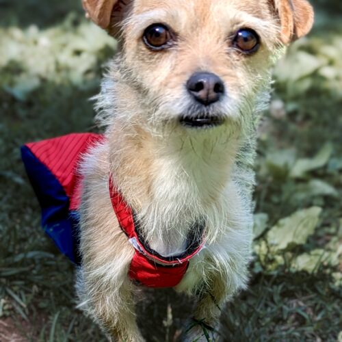 rose - king 2-Photoroom rose - king 2-Photoroom